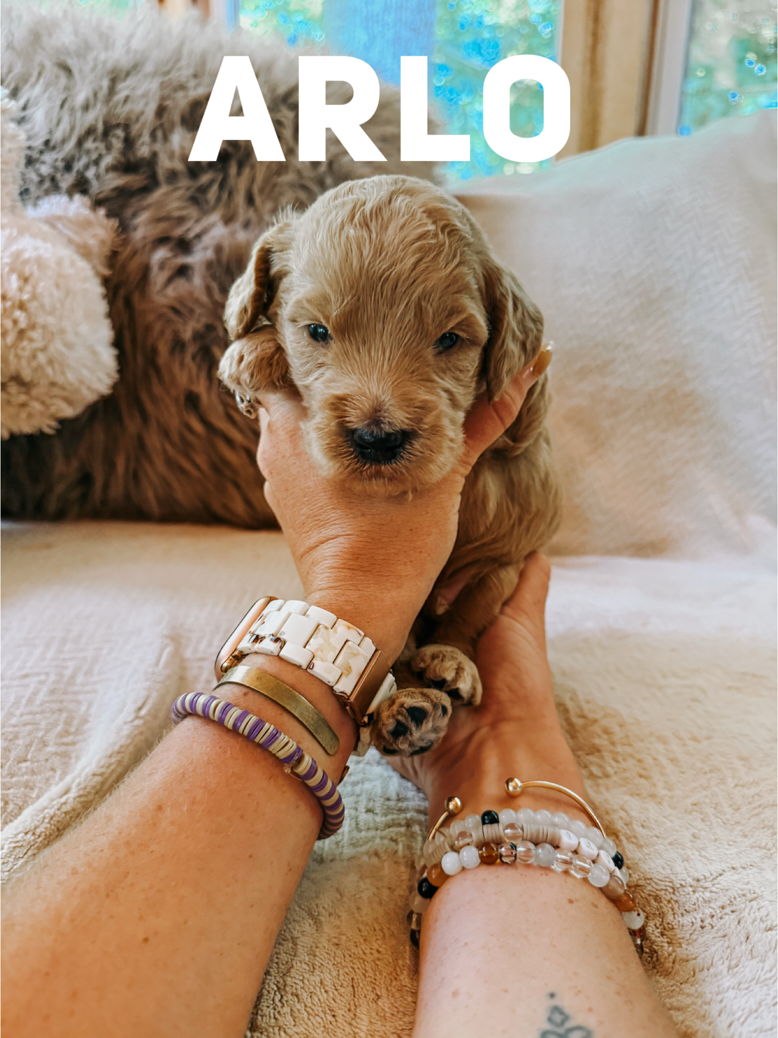 Arlo 1